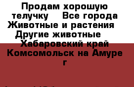 Продам хорошую телучку. - Все города Животные и растения » Другие животные   . Хабаровский край,Комсомольск-на-Амуре г.